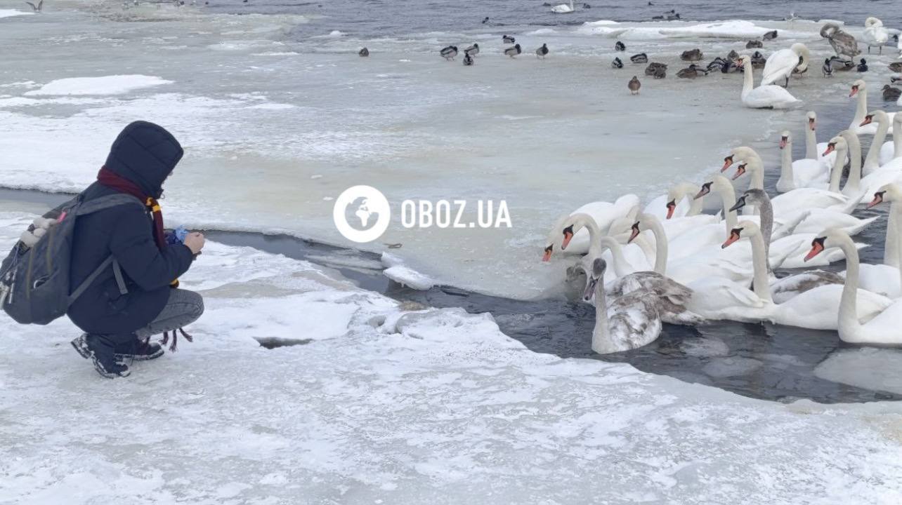 Едят из рук и радуются людям: в Киеве на Оболони поселились десятки лебедей и хохлатых уток. Фото и видео