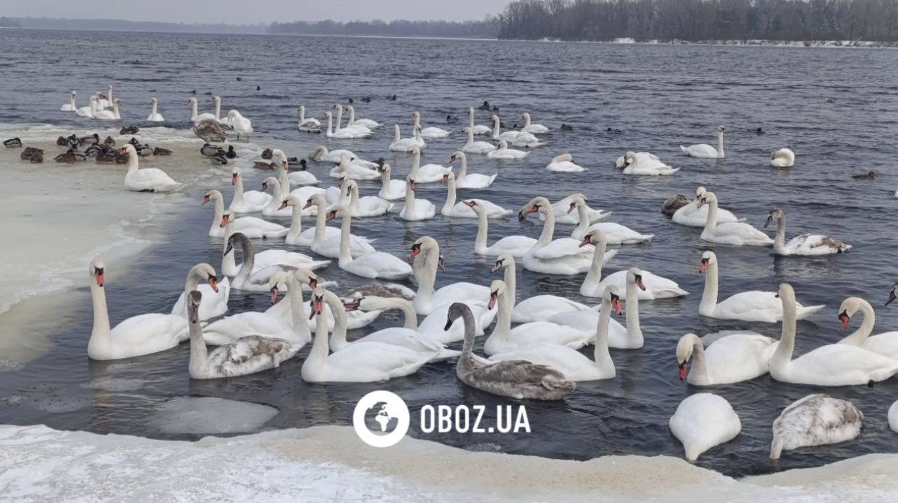 Едят из рук и радуются людям: в Киеве на Оболони поселились десятки лебедей и хохлатых уток. Фото и видео