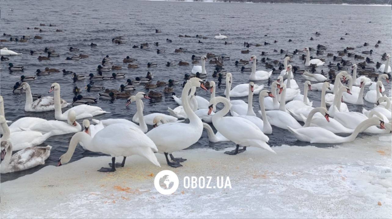 Едят из рук и радуются людям: в Киеве на Оболони поселились десятки лебедей и хохлатых уток. Фото и видео