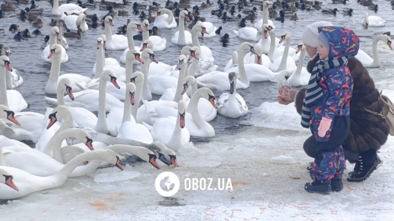 Едят из рук и радуются людям: в Киеве на Оболони поселились десятки лебедей и хохлатых уток. Фото и видео