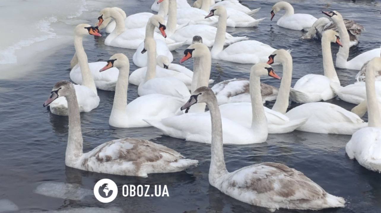 Едят из рук и радуются людям: в Киеве на Оболони поселились десятки лебедей и хохлатых уток. Фото и видео