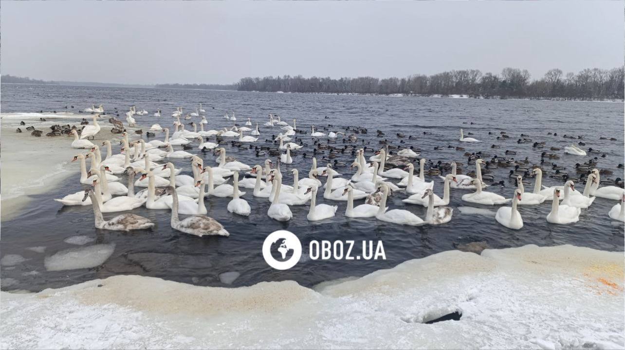 Едят из рук и радуются людям: в Киеве на Оболони поселились десятки лебедей и хохлатых уток. Фото и видео