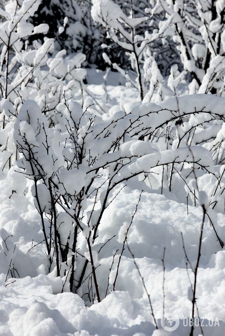 Чим підживити смородину у лютому: урожай буде втричі більшим