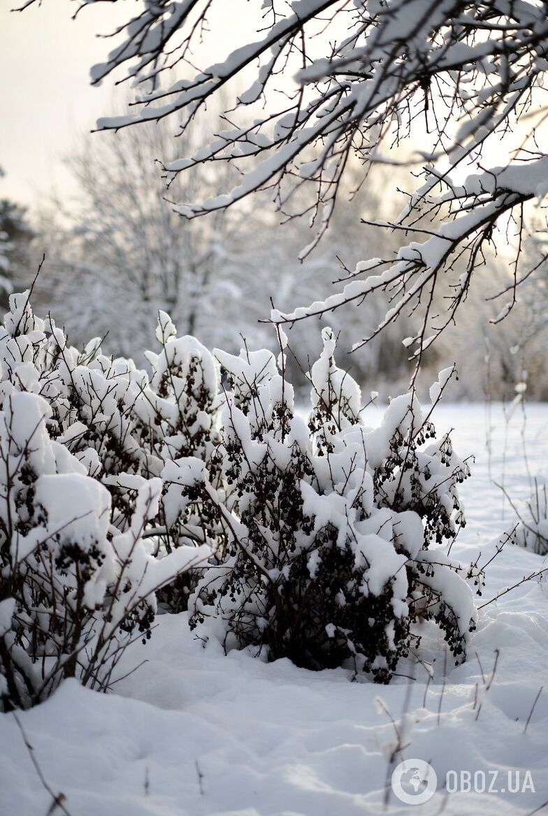 Чим підживити смородину у лютому: урожай буде втричі більшим