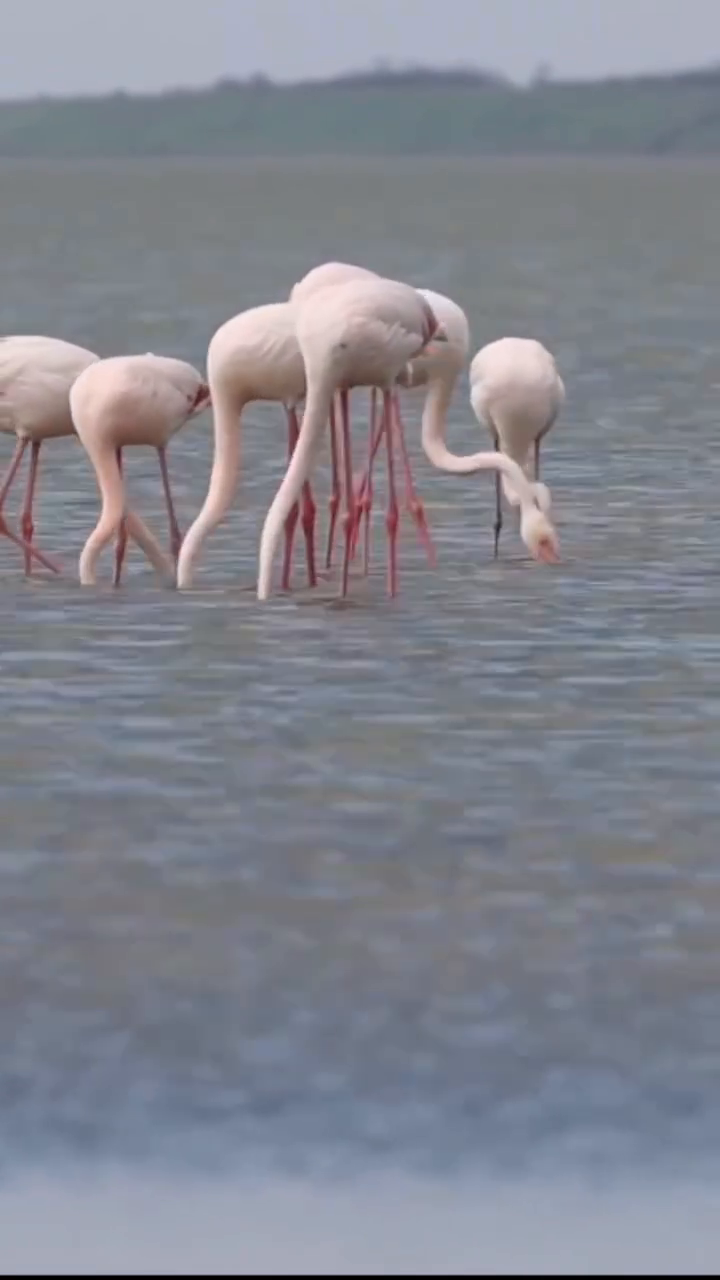 Розовые "фениксы": в Одесскую область из Черного моря прилетели редкие птицы. Видео