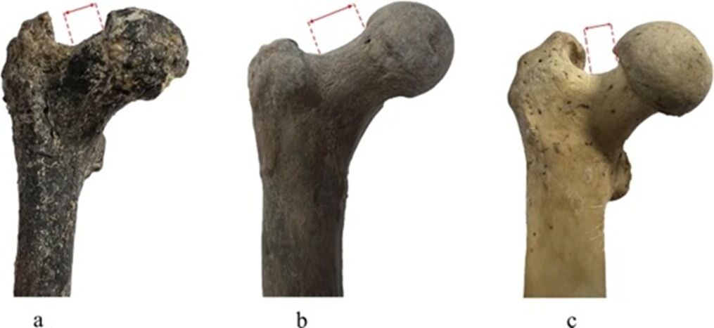 Недалеко от Украины: ученые заявили, что могли найти останки древнейшего предка человека