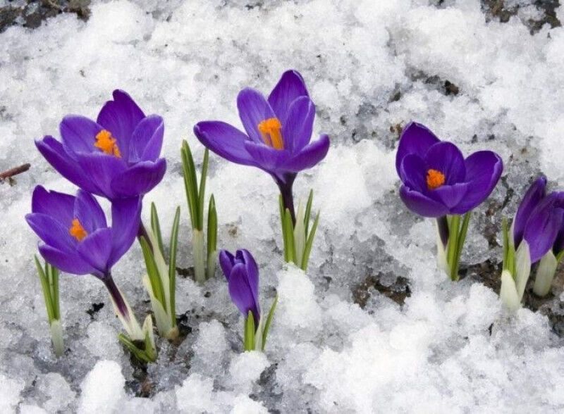 Квітки крокусів