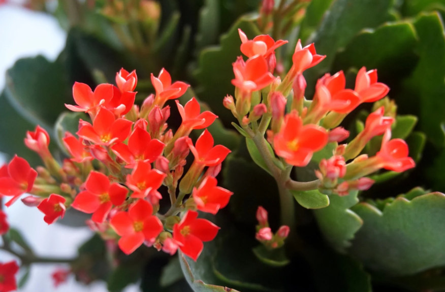 Витримують сильне сонце: 5 найкращих квітів для підвіконня