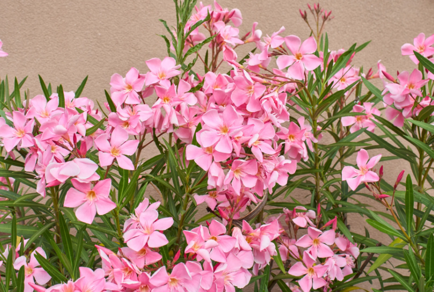 Витримують сильне сонце: 5 найкращих квітів для підвіконня