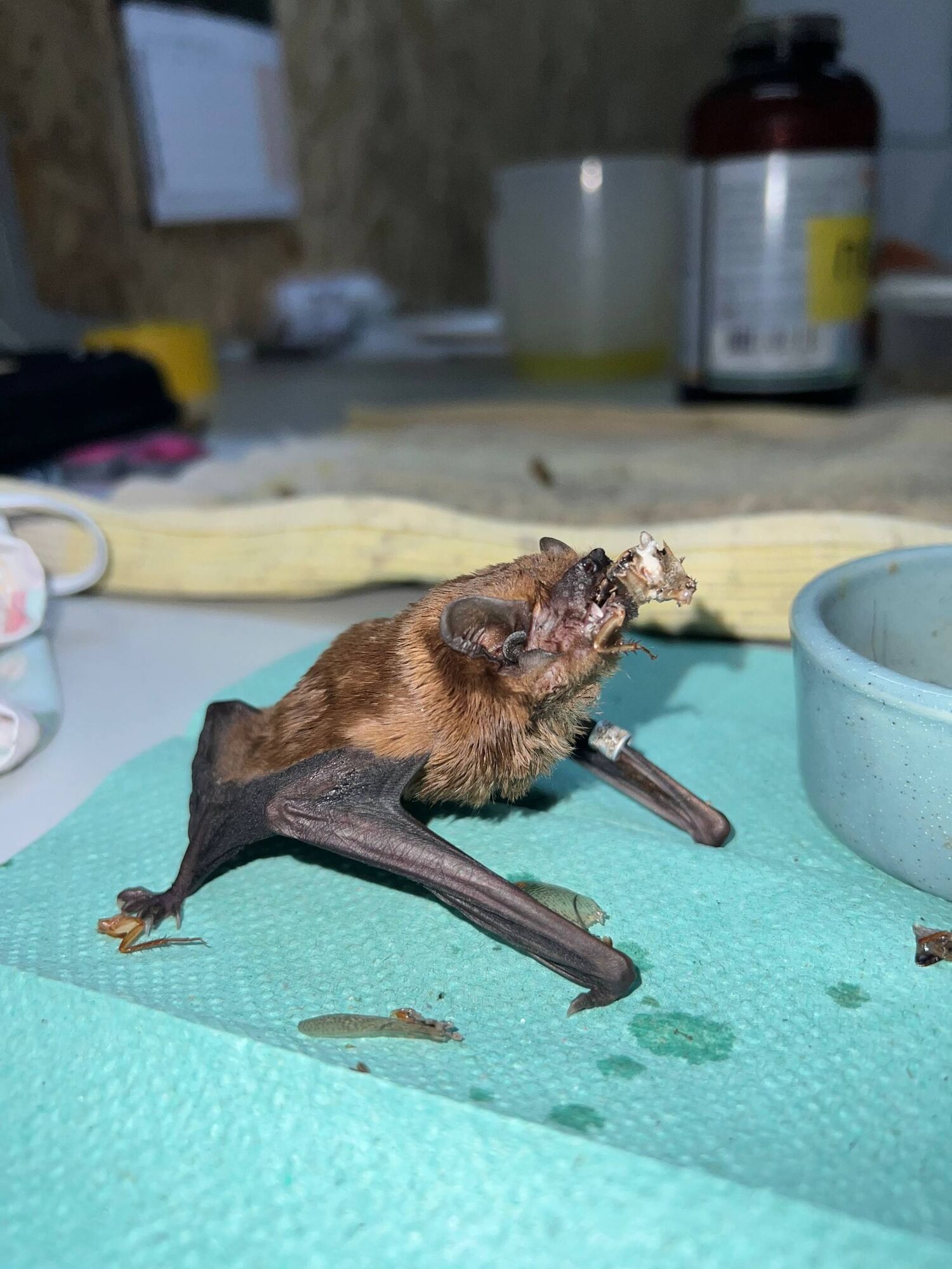 Працювали три дні: у Харкові врятували 900 червонокнижних кажанів, які оселились в обшивці балкону. Фото і відео