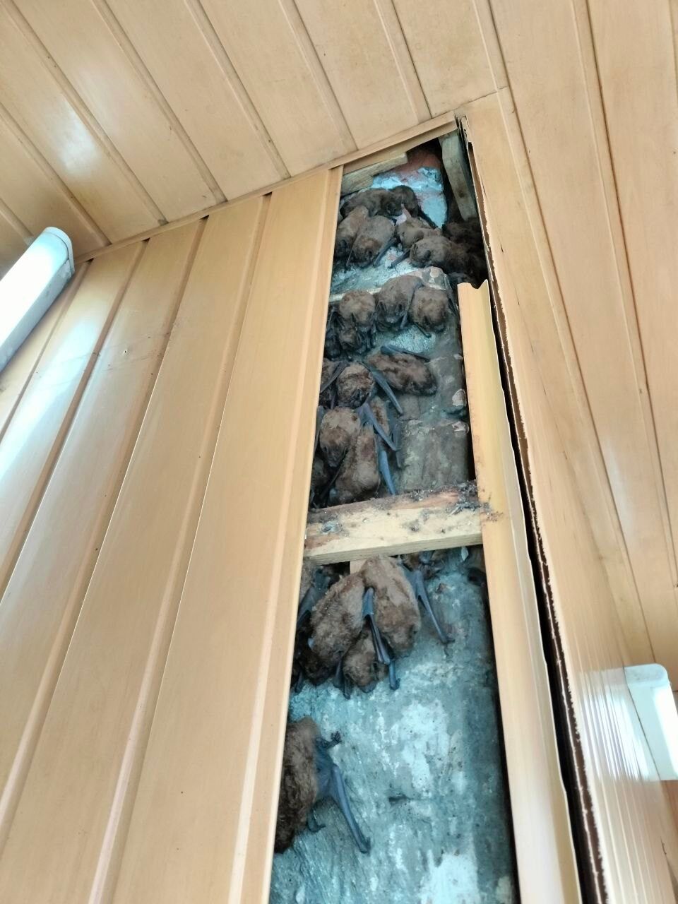 Працювали три дні: у Харкові врятували 900 червонокнижних кажанів, які оселились в обшивці балкону. Фото і відео