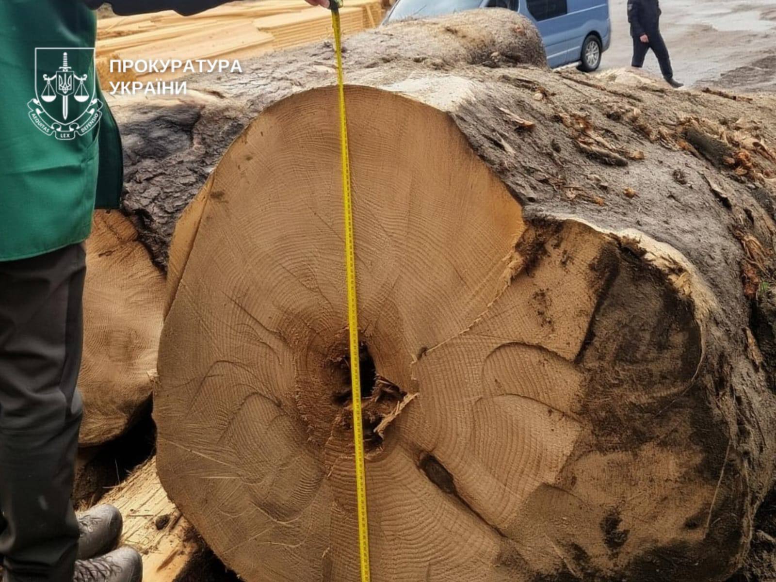 Мастеру леса грозит тюрьма за срубленные ели