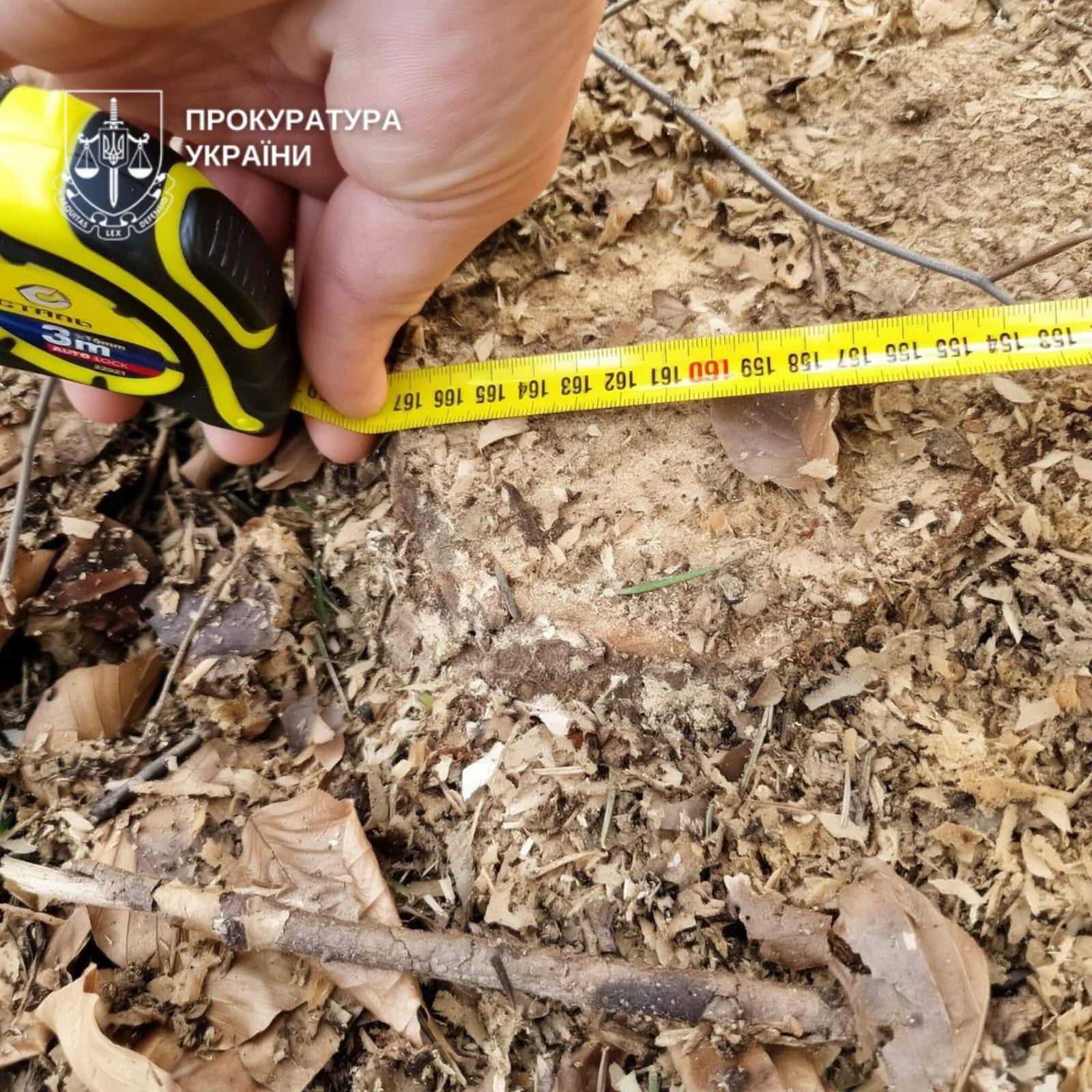 На Буковине незаконно срубили лес на миллионы гривен