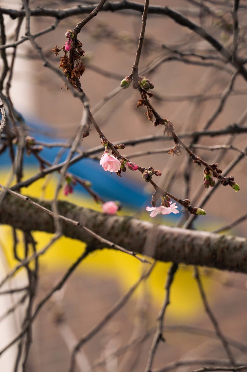 Почала "марафон": у Мукачевому розквітла "шалена" сакура. Фото