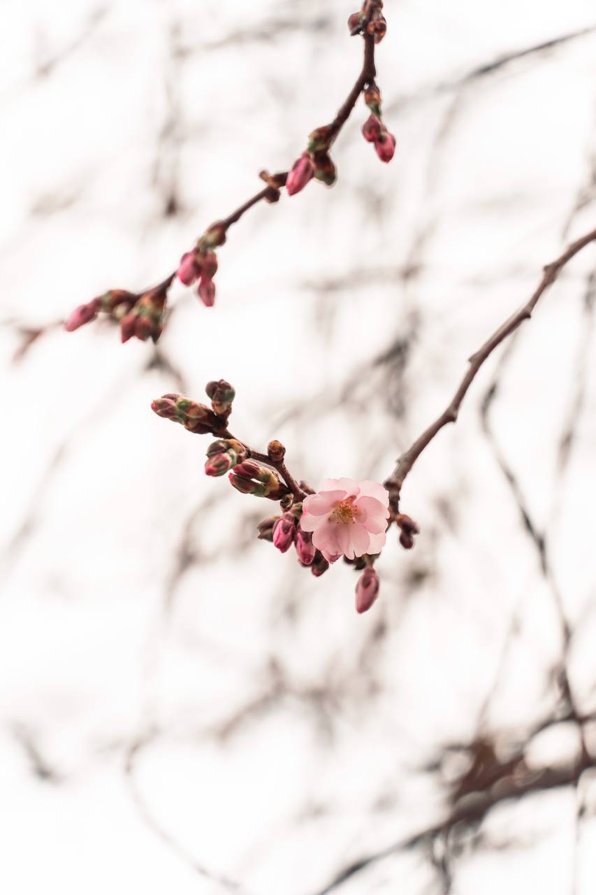 Почала "марафон": у Мукачевому розквітла "шалена" сакура. Фото