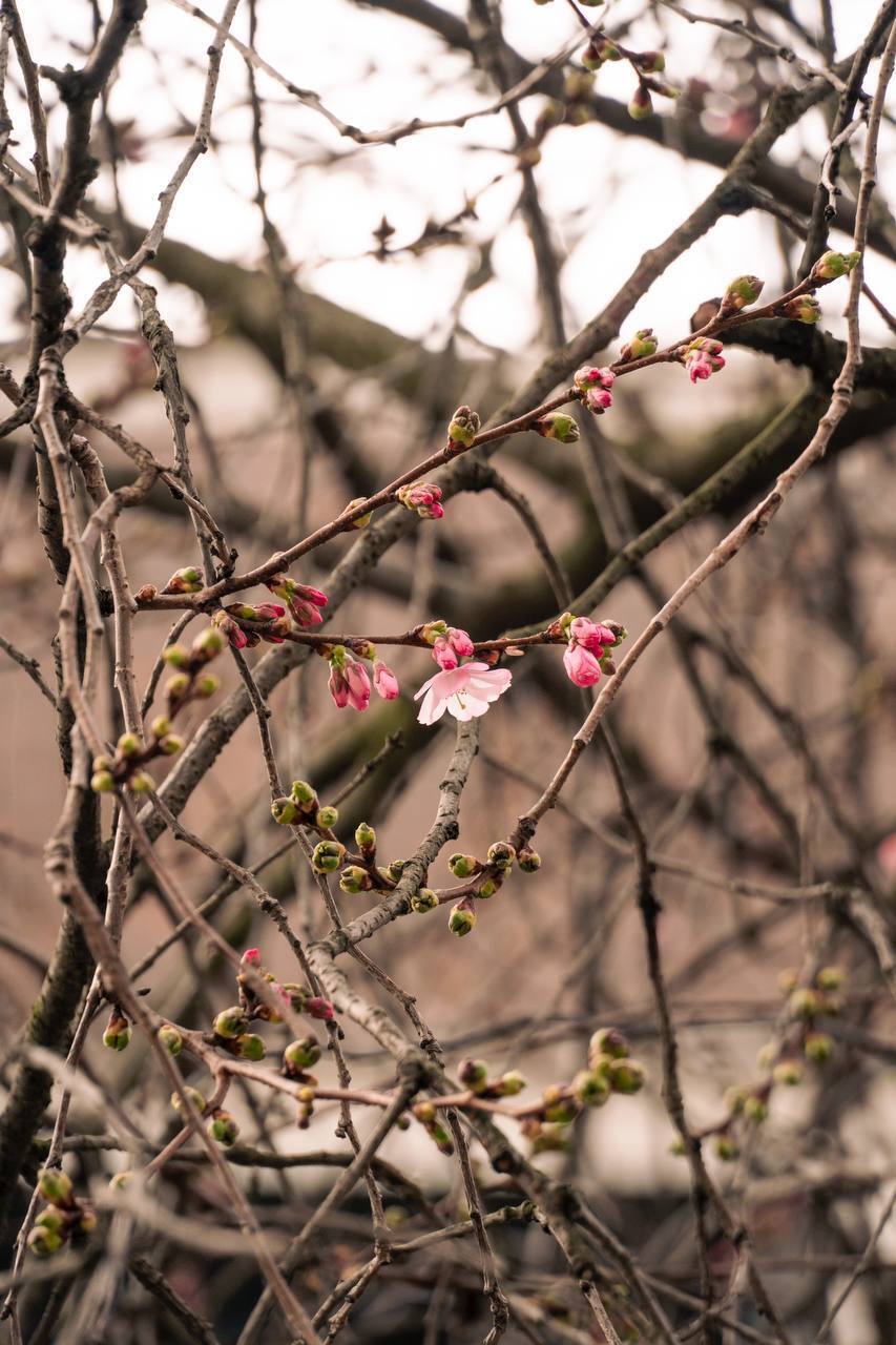 Почала "марафон": у Мукачевому розквітла "шалена" сакура. Фото