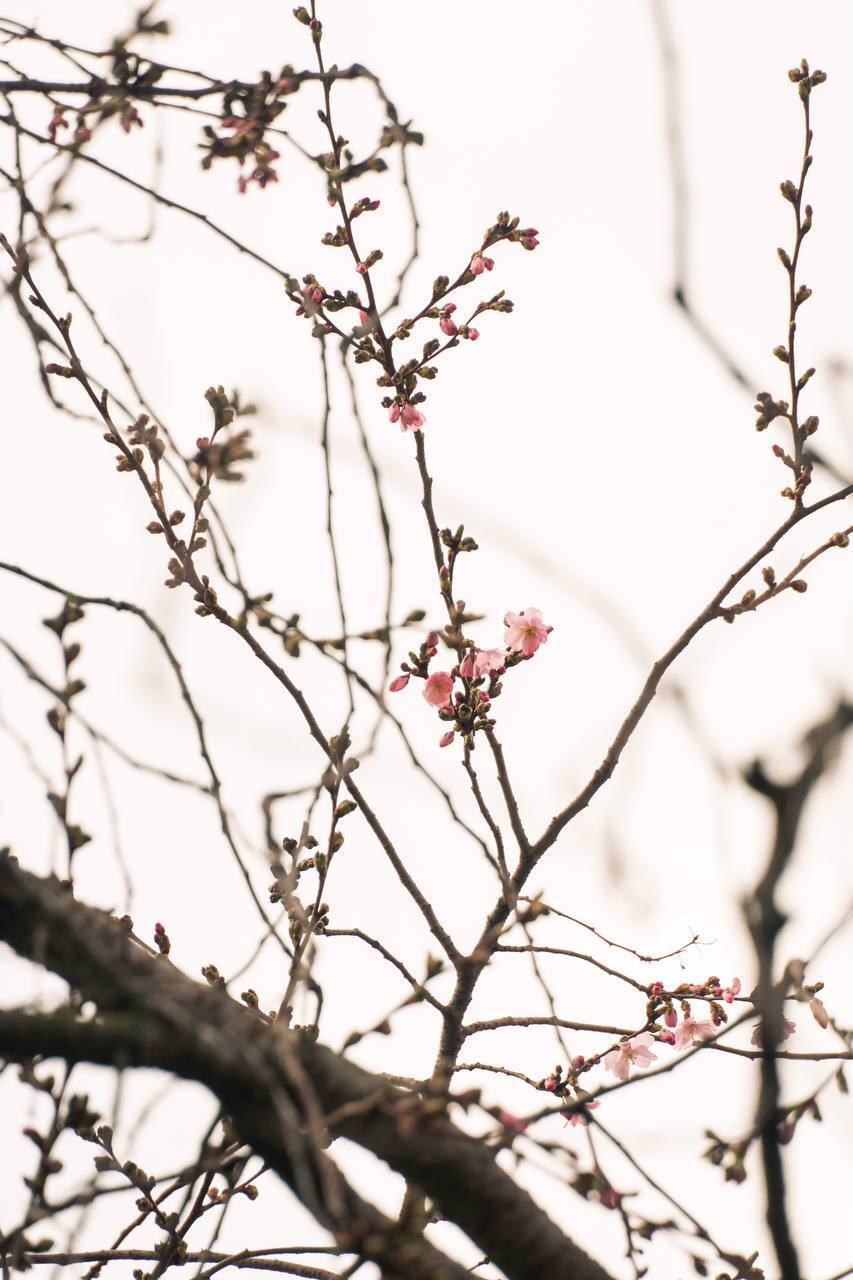 Почала "марафон": у Мукачевому розквітла "шалена" сакура. Фото