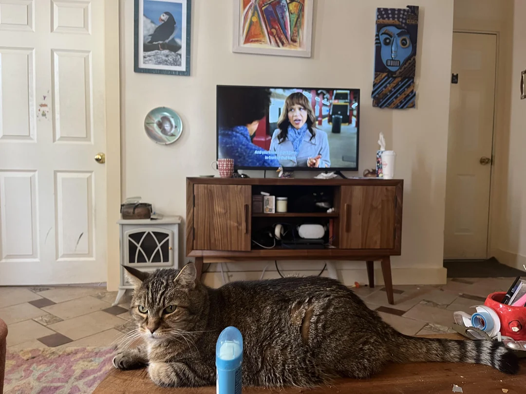 Де другий кіт? Завдання для найуважніших