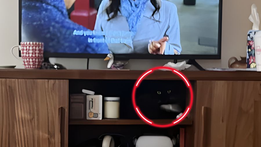 Де другий кіт? Завдання для найуважніших