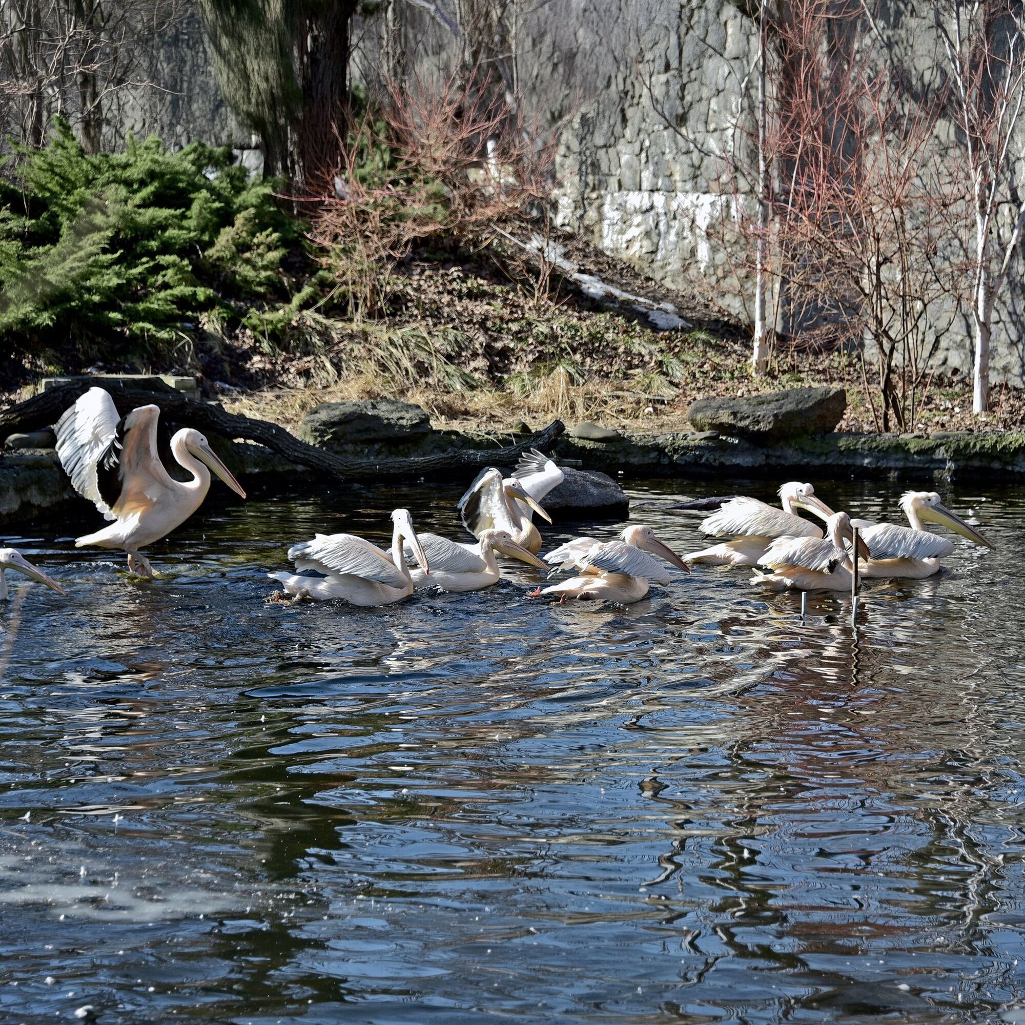 Весеннее переселение: в зоопарке Киева на свое озеро вернулись величественные пеликаны. Фото и видео