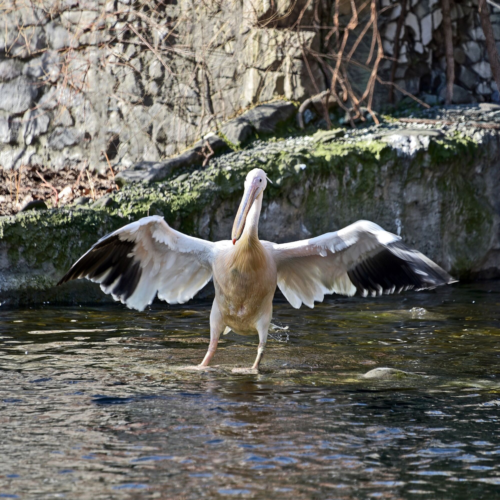 Весеннее переселение: в зоопарке Киева на свое озеро вернулись величественные пеликаны. Фото и видео