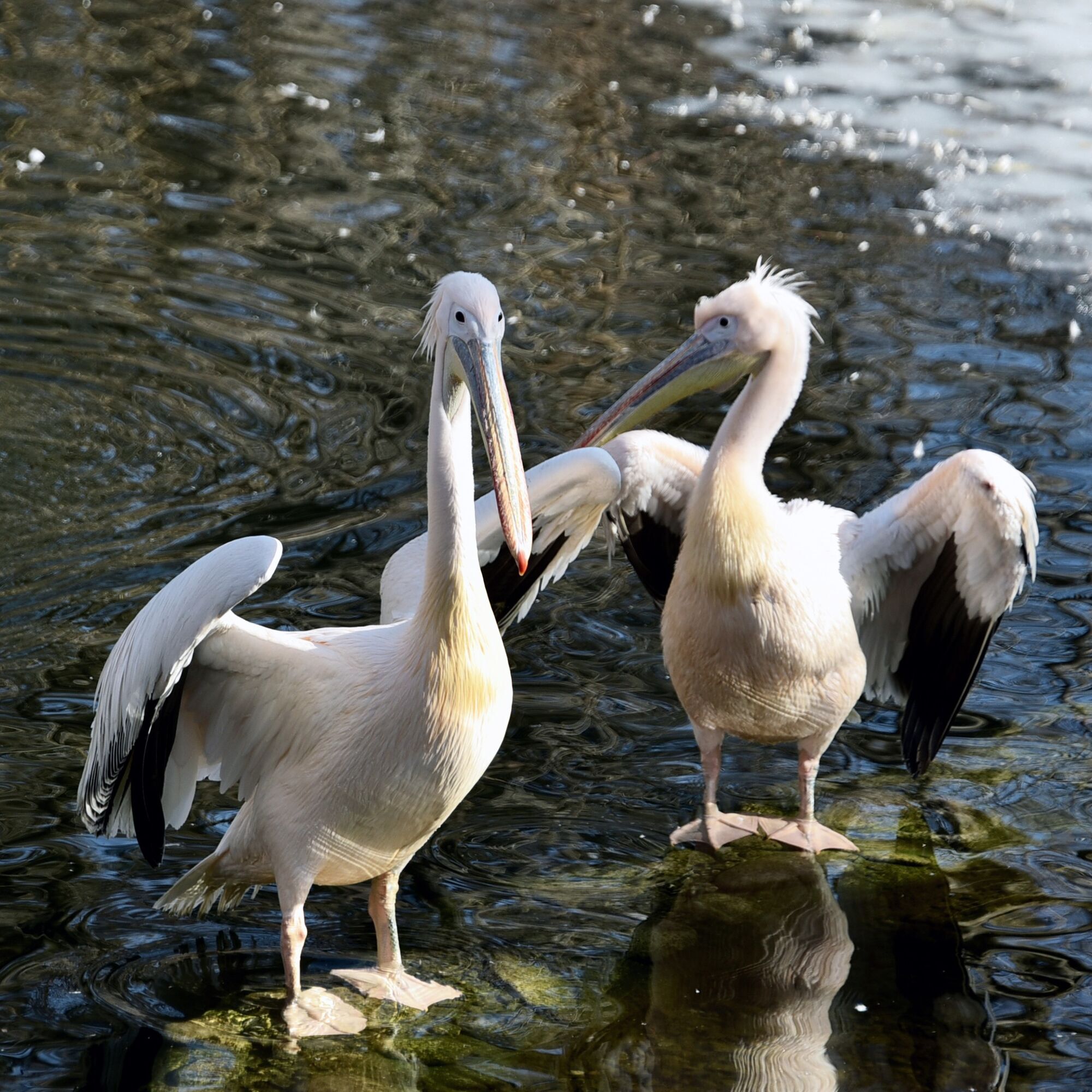Весеннее переселение: в зоопарке Киева на свое озеро вернулись величественные пеликаны. Фото и видео