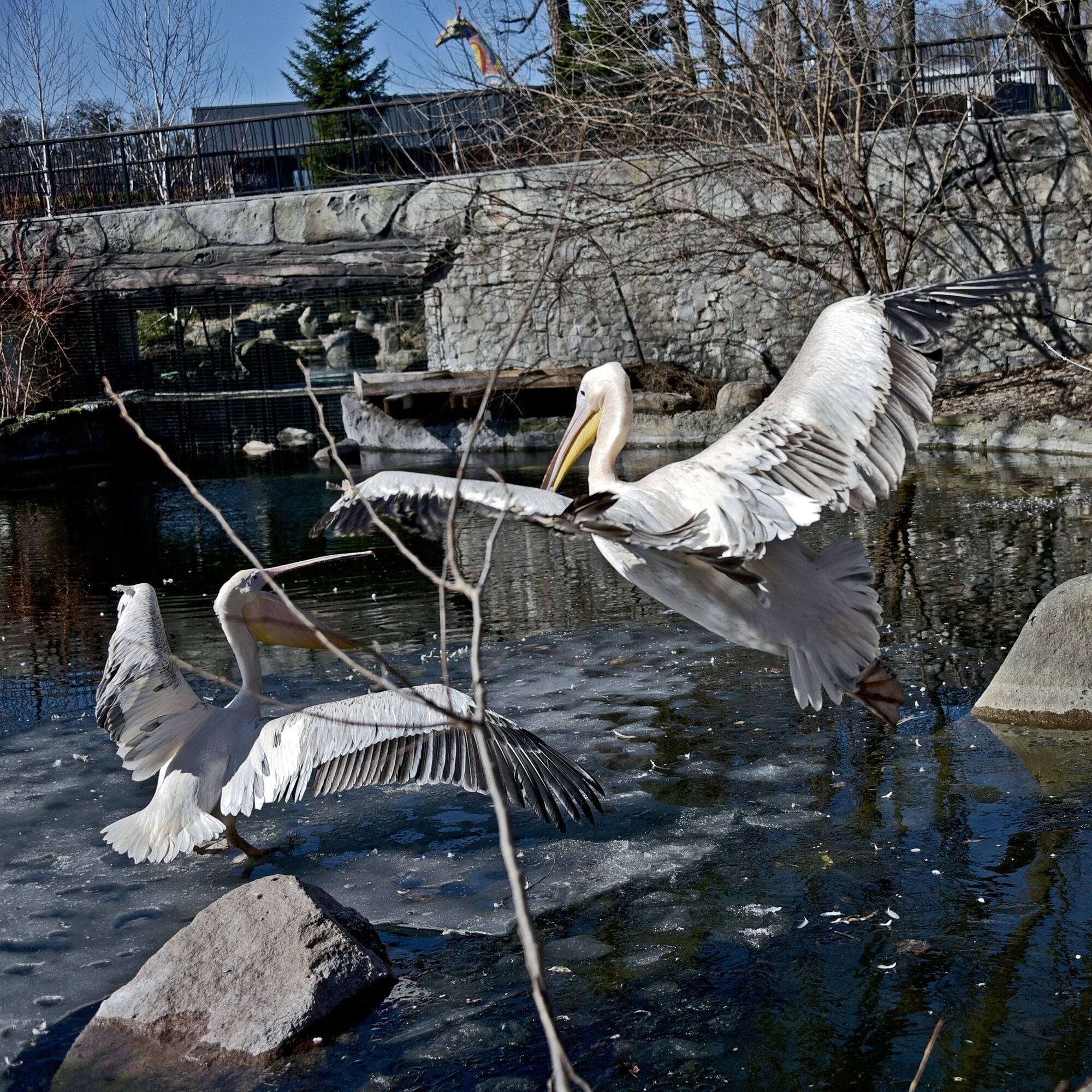 Весеннее переселение: в зоопарке Киева на свое озеро вернулись величественные пеликаны. Фото и видео