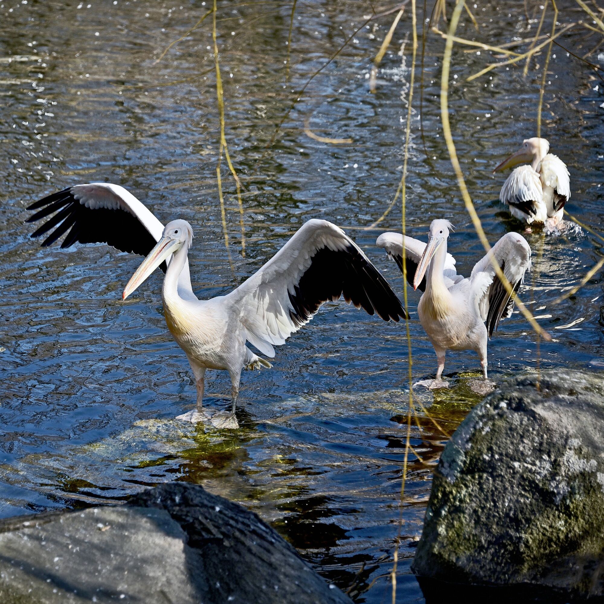 Весеннее переселение: в зоопарке Киева на свое озеро вернулись величественные пеликаны. Фото и видео