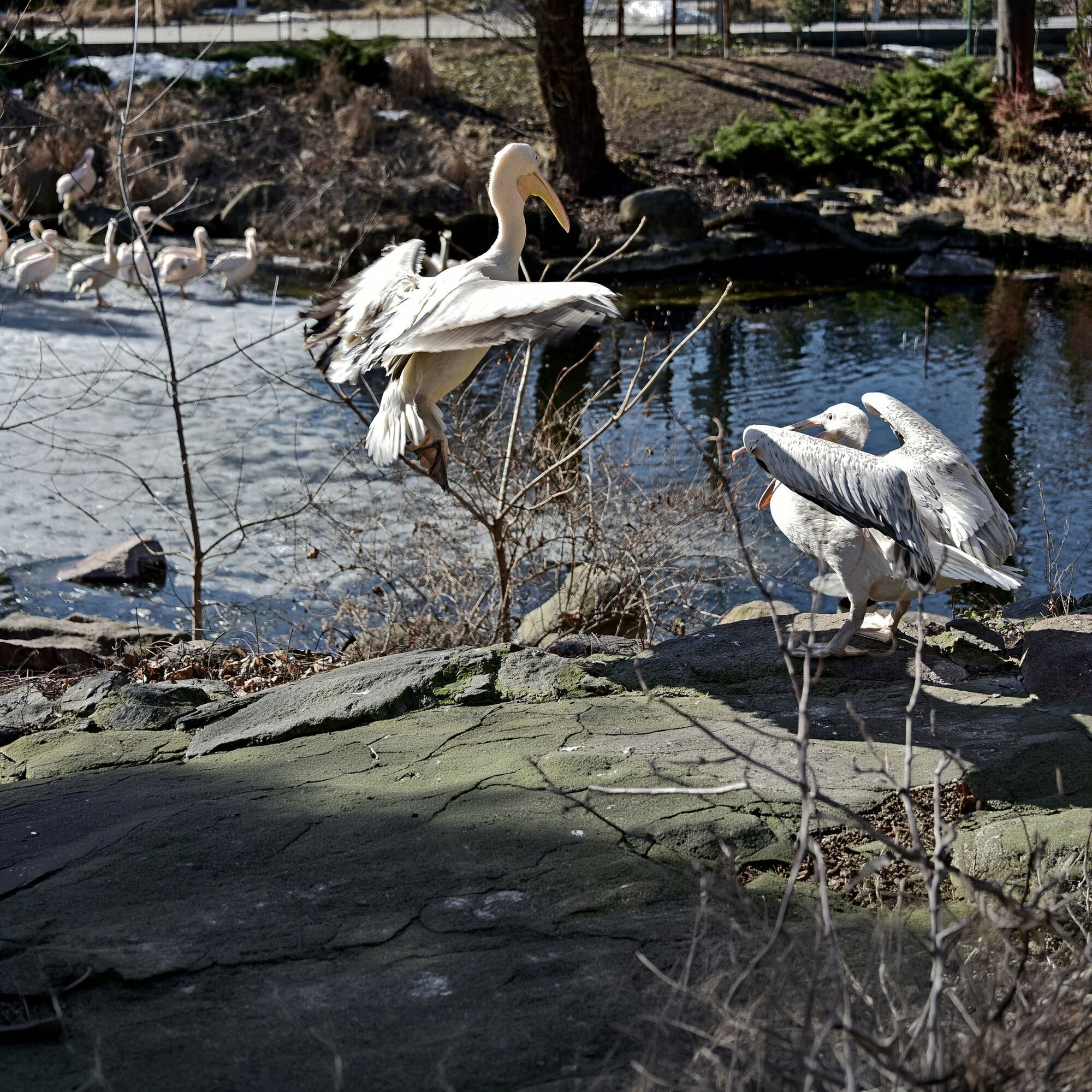 Весеннее переселение: в зоопарке Киева на свое озеро вернулись величественные пеликаны. Фото и видео