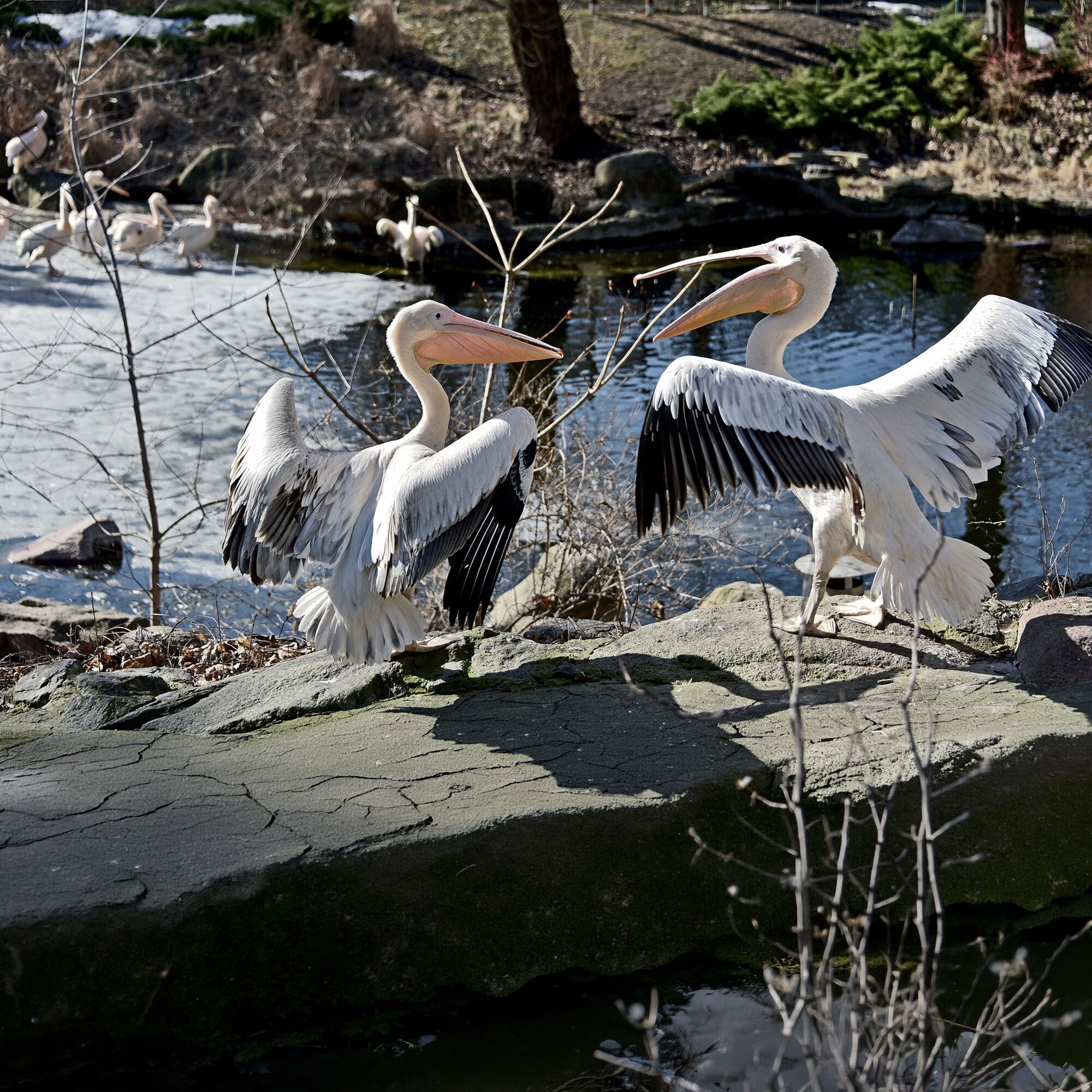 Весеннее переселение: в зоопарке Киева на свое озеро вернулись величественные пеликаны. Фото и видео