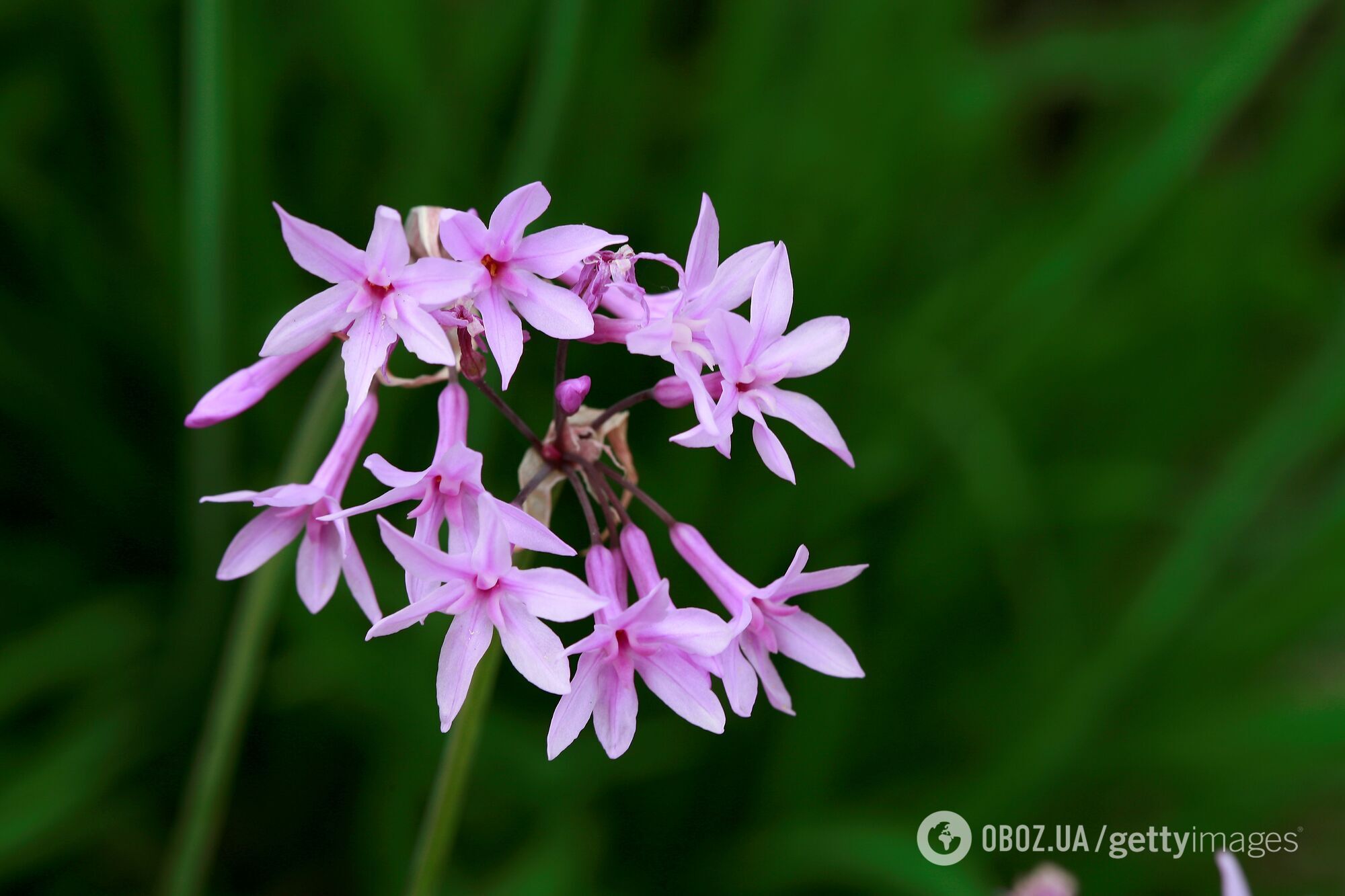 Как отпугнуть кротов от сада: поможет одно растение