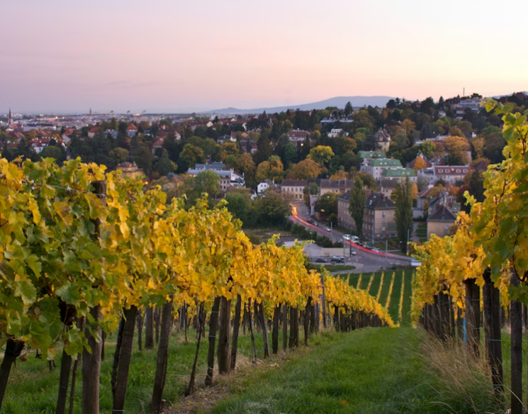 Винные регионы Европы, о которых никто не говорит: топ 5