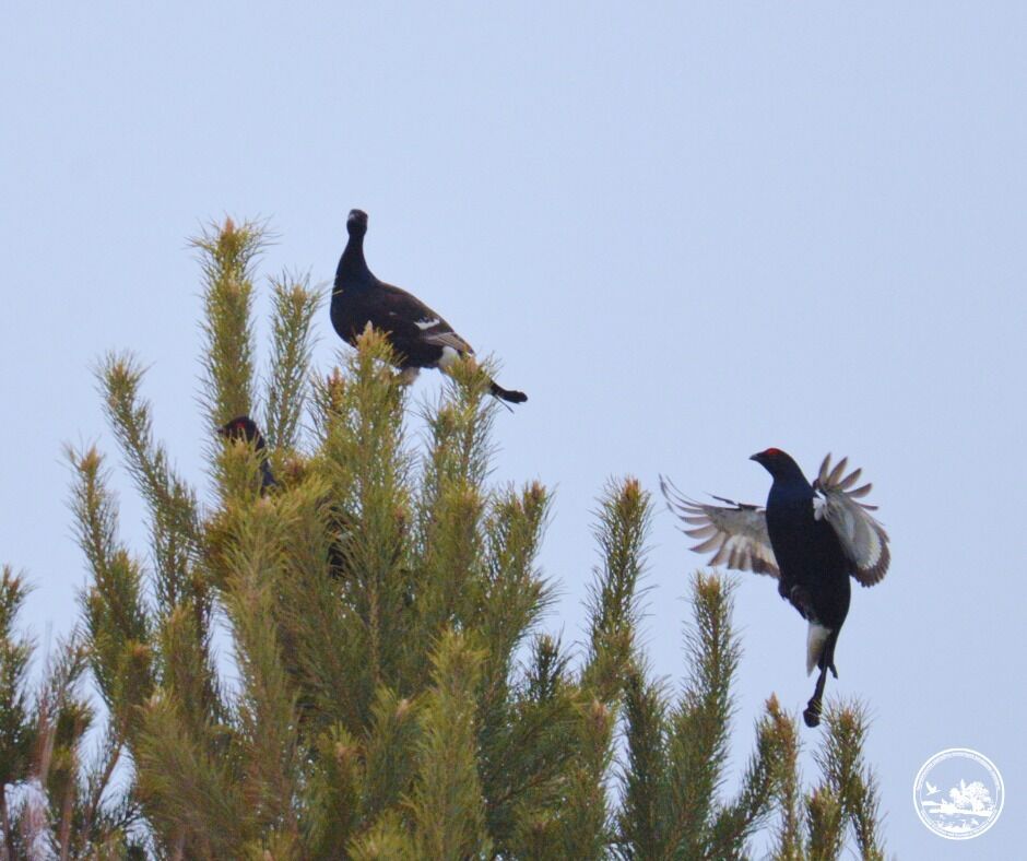 У Чорнобильській зоні розпочались найцікавіші шлюбні "концерти". Подробиці та фото