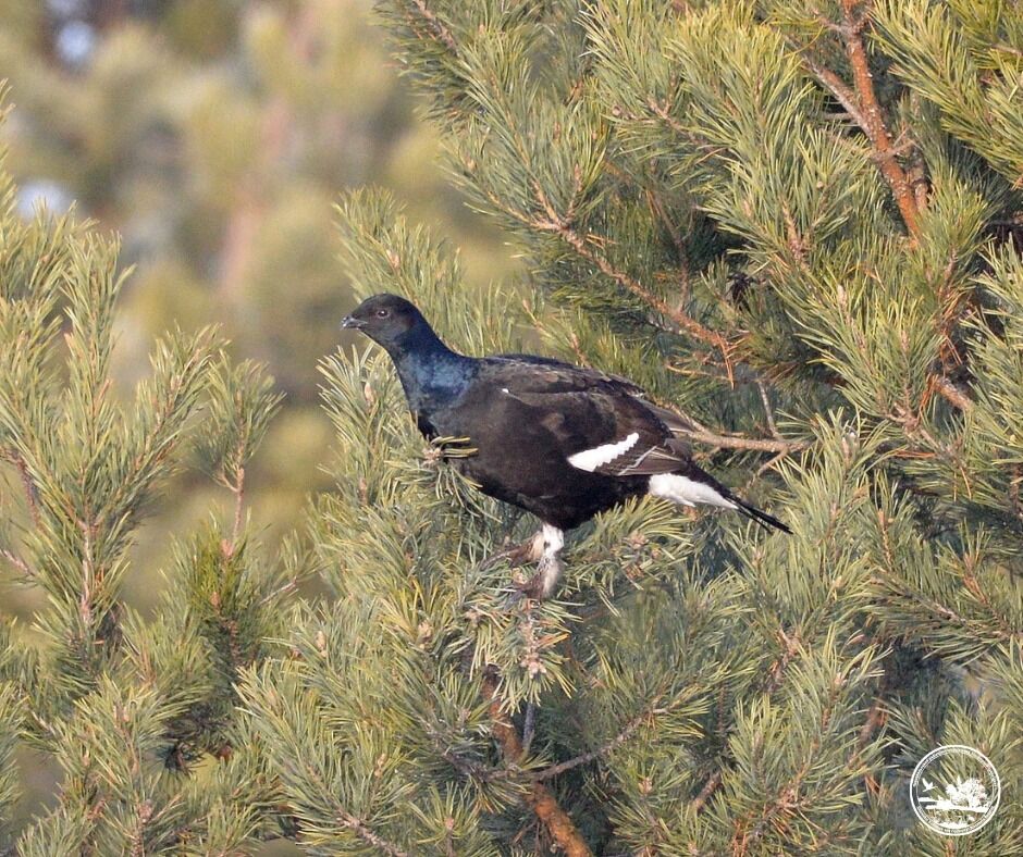 У Чорнобильській зоні розпочались найцікавіші шлюбні "концерти". Подробиці та фото