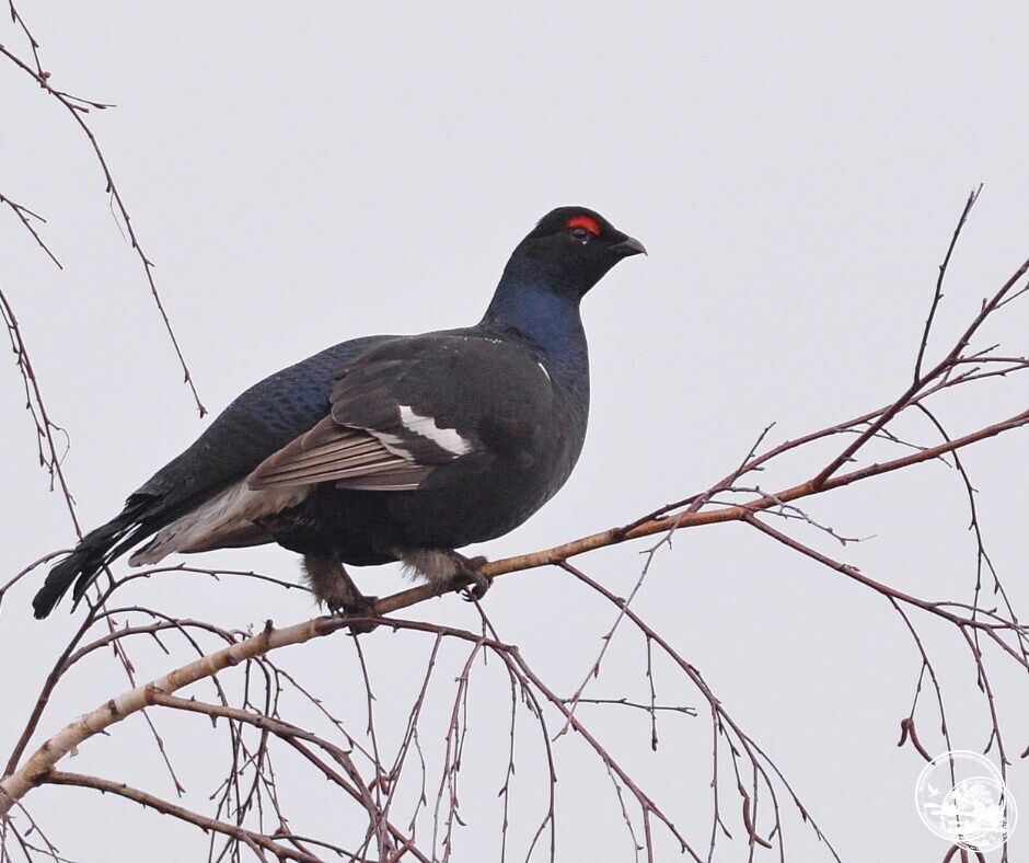 У Чорнобильській зоні розпочались найцікавіші шлюбні "концерти". Подробиці та фото