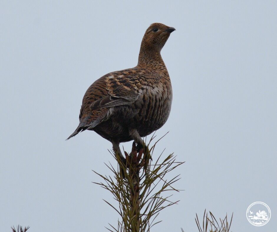 У Чорнобильській зоні розпочались найцікавіші шлюбні "концерти". Подробиці та фото