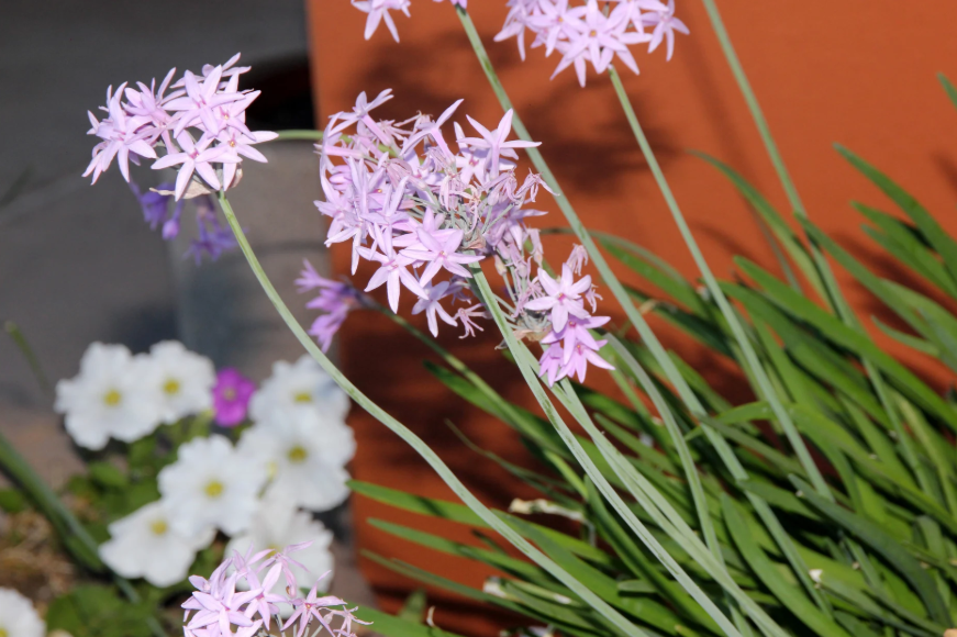 Як захистити сад від кротів: допоможе одна рослина