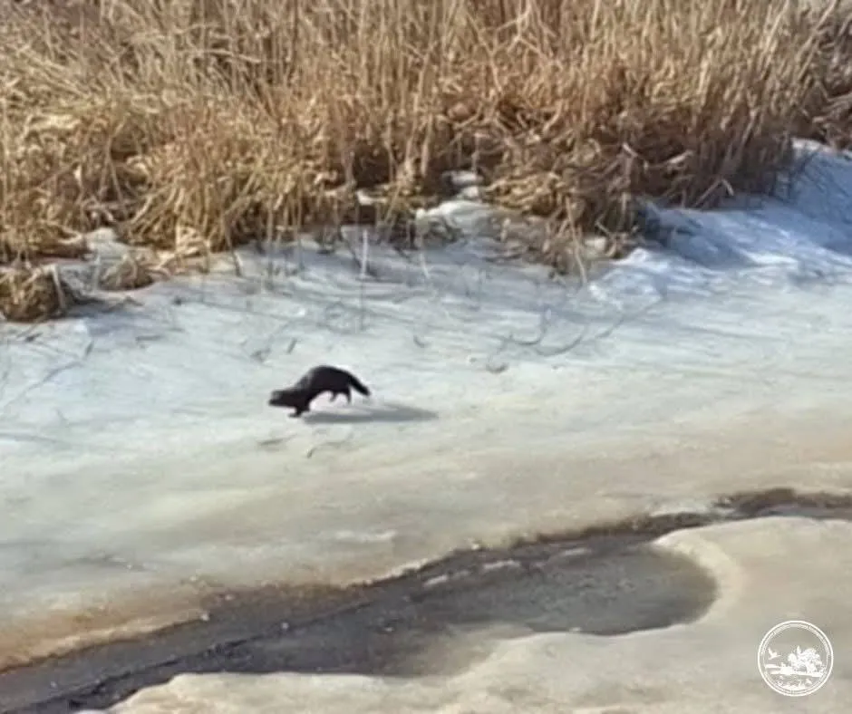 У Чорнобильській зоні помітили спритного хижака з Америки, який відлякує ворогів запахом. Фото
