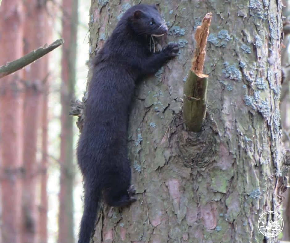 У Чорнобильській зоні помітили спритного хижака з Америки, який відлякує ворогів запахом. Фото