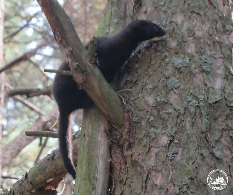 У Чорнобильській зоні помітили спритного хижака з Америки, який відлякує ворогів запахом. Фото