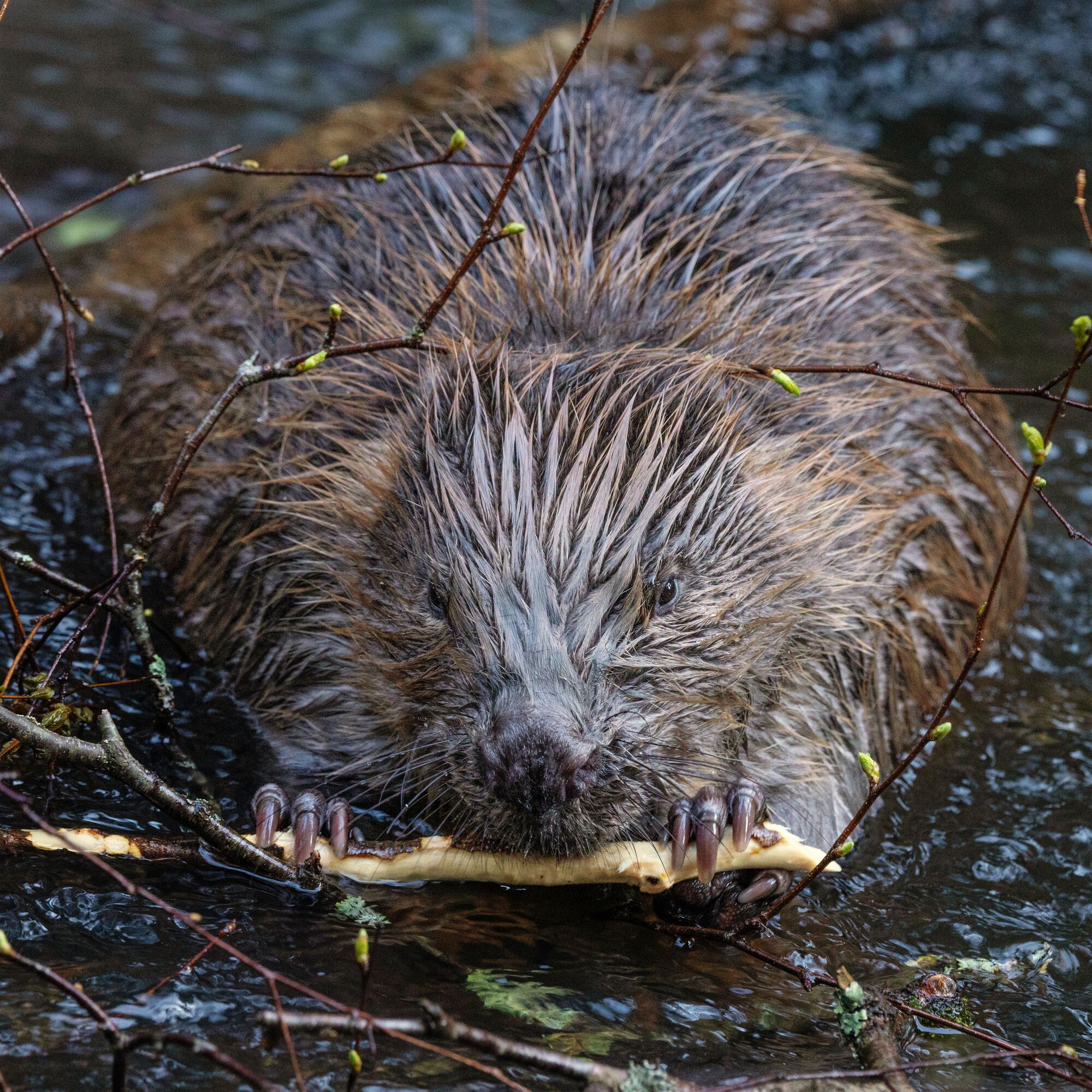 У Києві бобри почали валити дерева для будівництва загати: комунальники рятують стовбури металевими сітками. Фото
