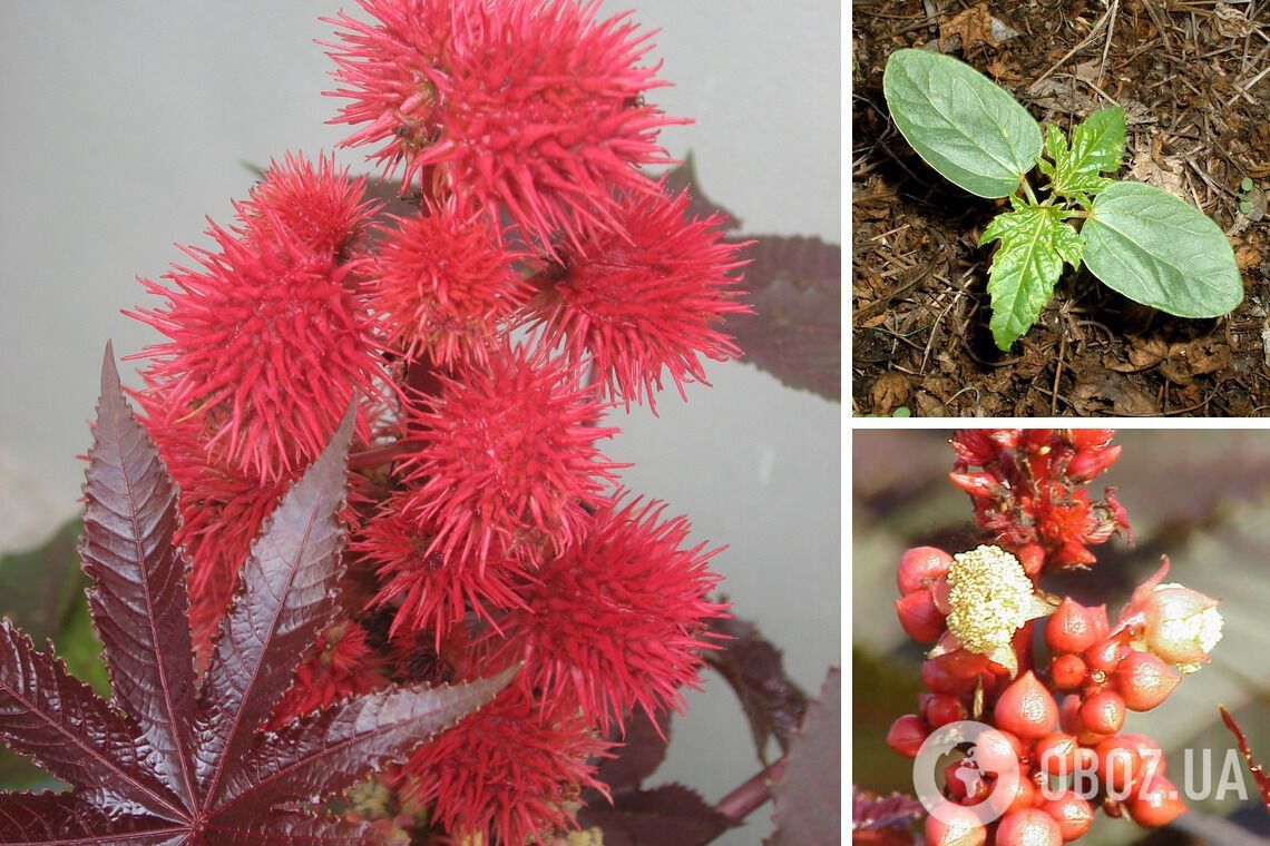 Небезпечні для тварин і людей: які квіти не варто садити біля дому