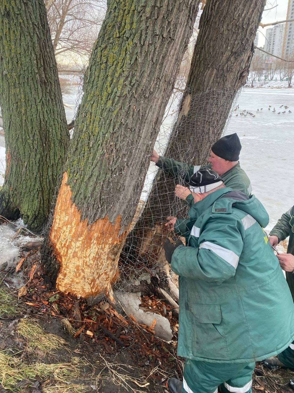 У Києві бобри почали валити дерева для будівництва загати: комунальники рятують стовбури металевими сітками. Фото