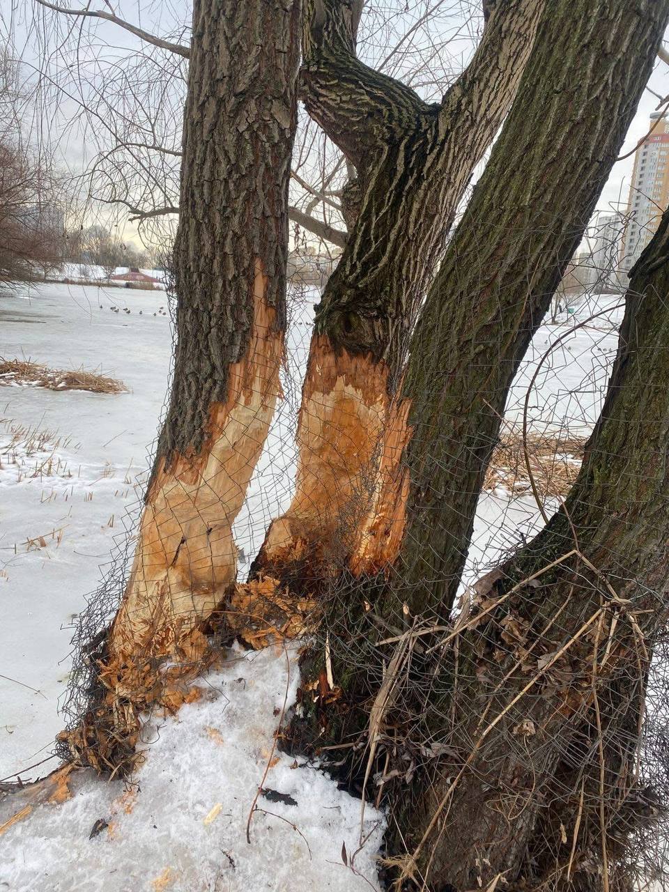 У Києві бобри почали валити дерева для будівництва загати: комунальники рятують стовбури металевими сітками. Фото