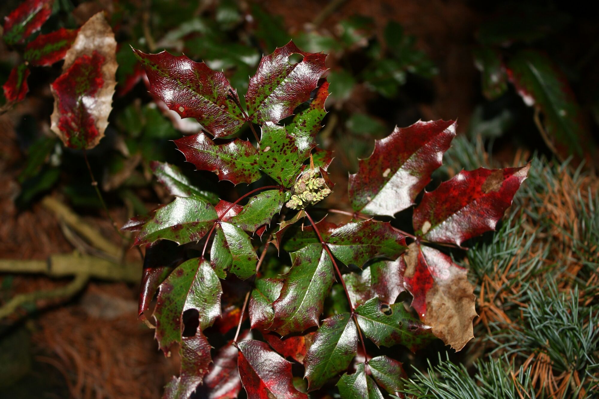 Небезпечні для тварин і людей: які квіти не варто садити біля дому