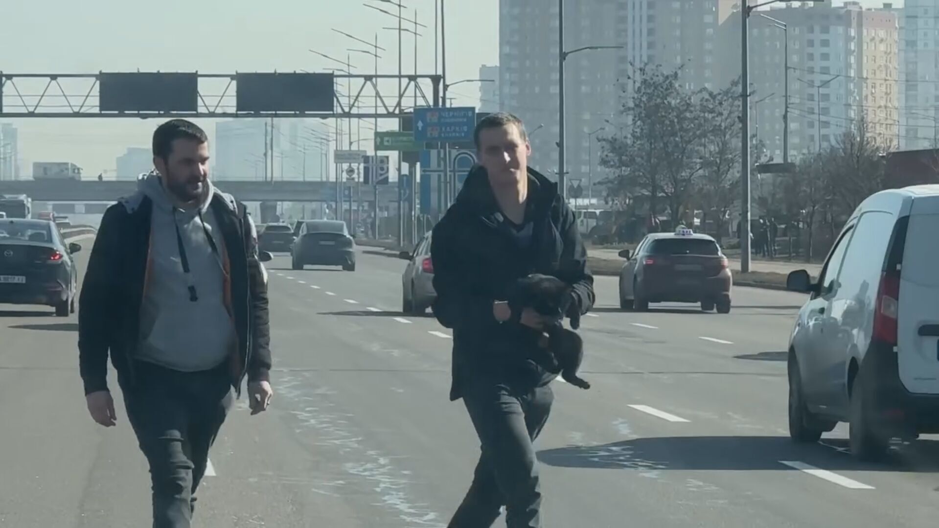 У Києві заради порятунку кошеняти перекривали рух авто на проспекті Бажана. Відео