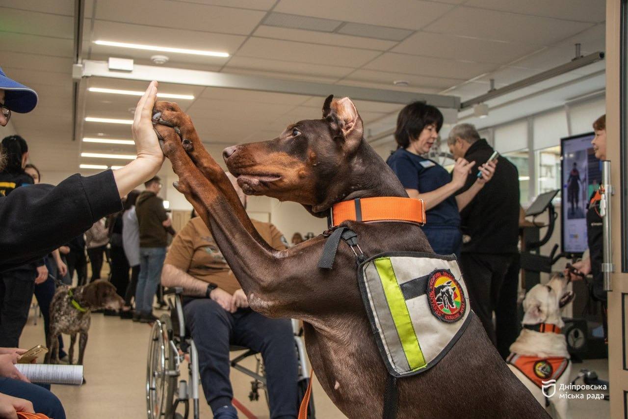 Нашла более 170 человек: умерла собака Ханна, которая помогала спасателям после атак РФ. Фото