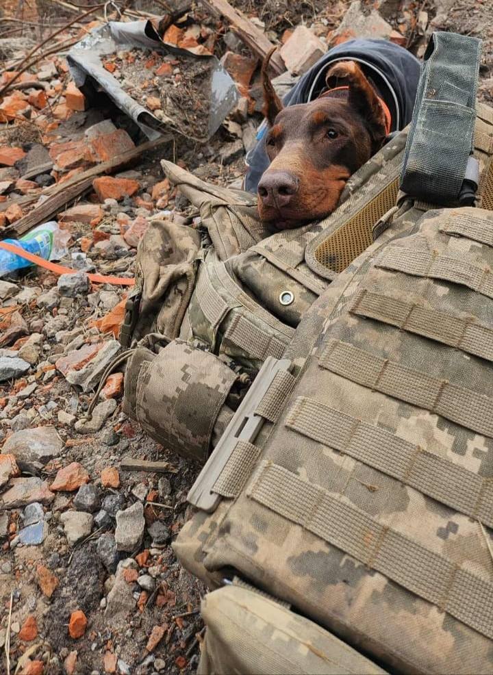 Нашла более 170 человек: умерла собака Ханна, которая помогала спасателям после атак РФ. Фото