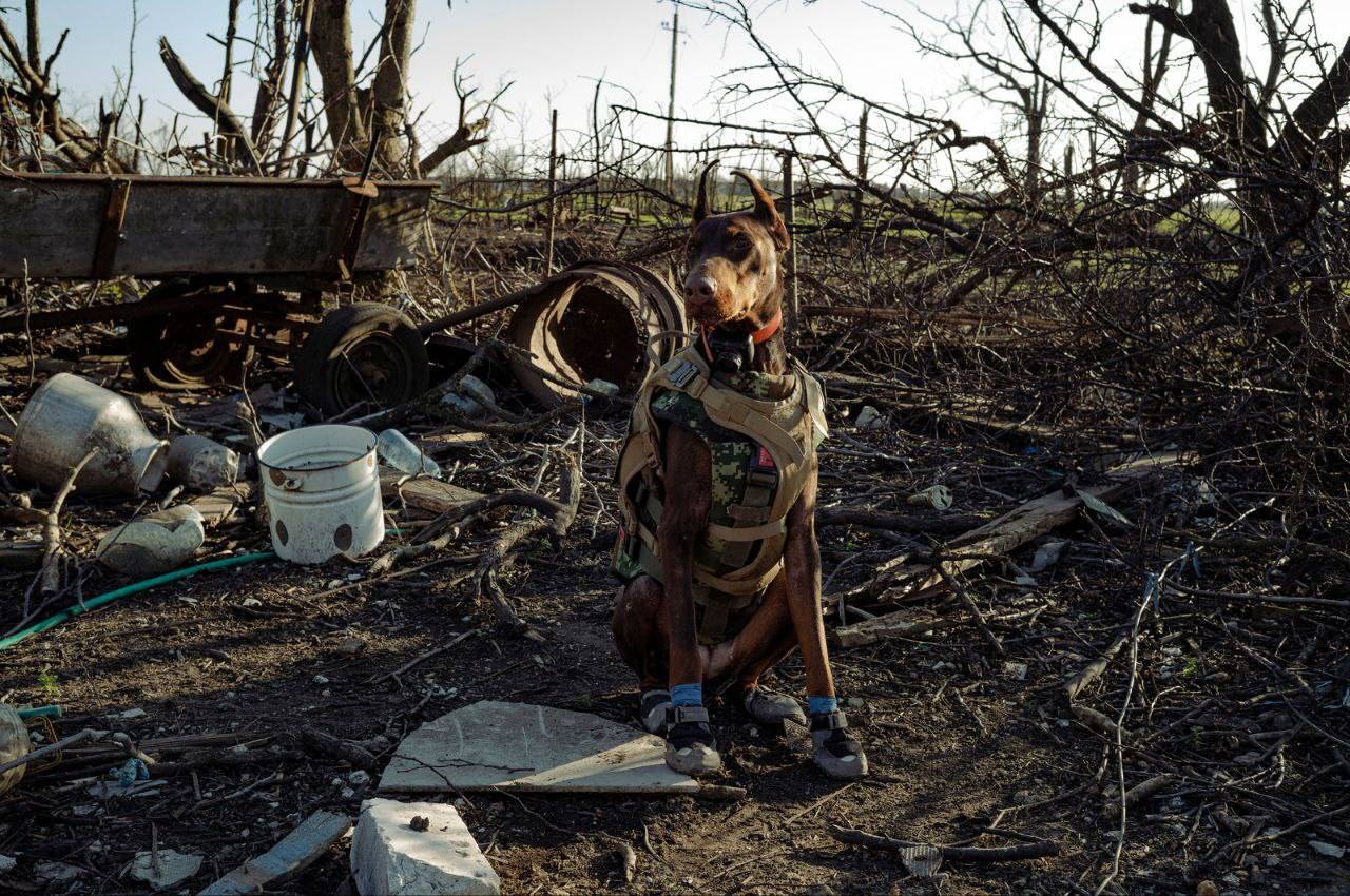 Нашла более 170 человек: умерла собака Ханна, которая помогала спасателям после атак РФ. Фото
