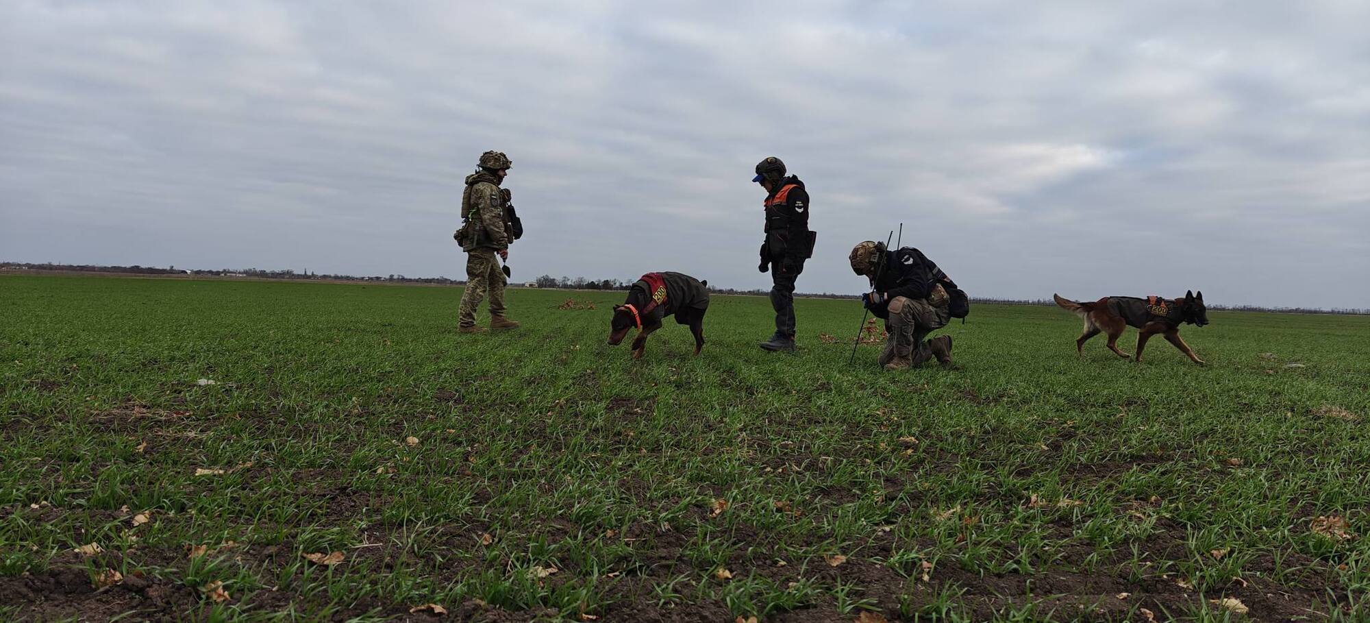 Нашла более 170 человек: умерла собака Ханна, которая помогала спасателям после атак РФ. Фото